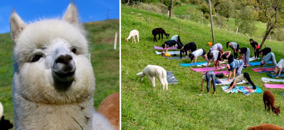 In Lessinia si fa yoga nei pascoli con lama e alpaca, Laura Turra